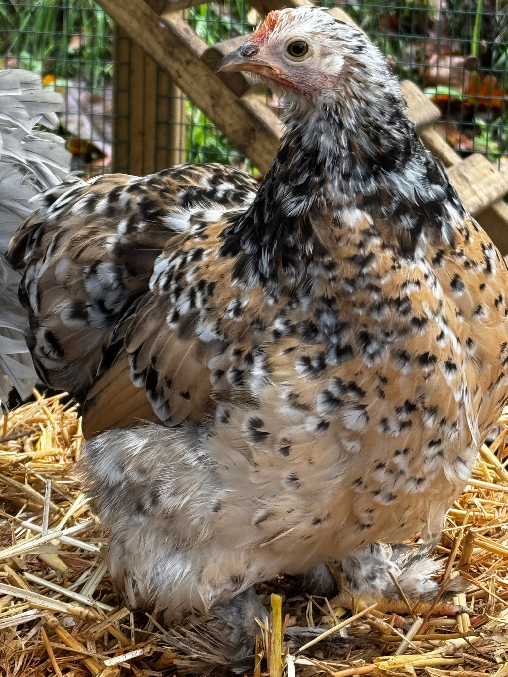 Assorted Pekin Bantam Hatching Eggs - Free Delivery