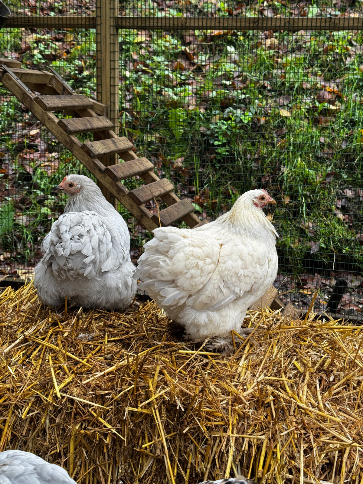 Assorted Pekin Bantam Hatching Eggs - Free Delivery
