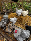 Assorted Pekin Bantam Hatching Eggs - Free Delivery