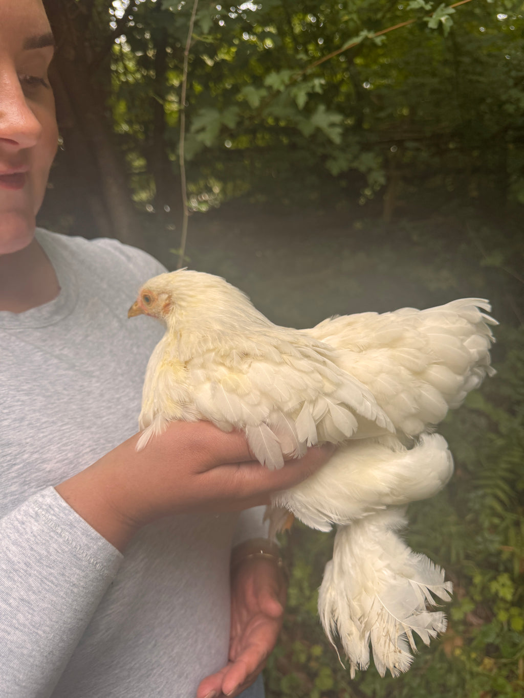 Assorted Pekin Bantam Hatching Eggs - Free Delivery
